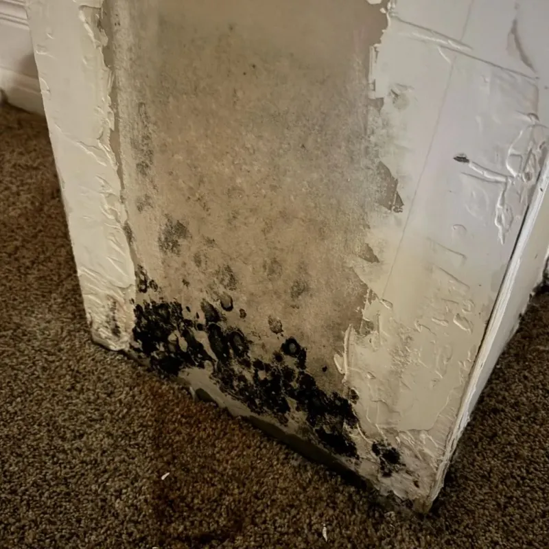 Professional Mold Removal in North Falmouth, MA